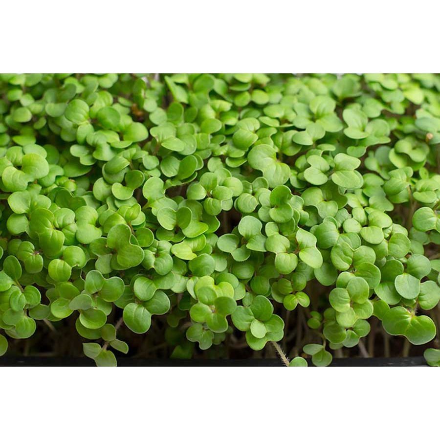 Microgreen/Sprouting Seeds, 100g - Mustard Green - Urban Revolution