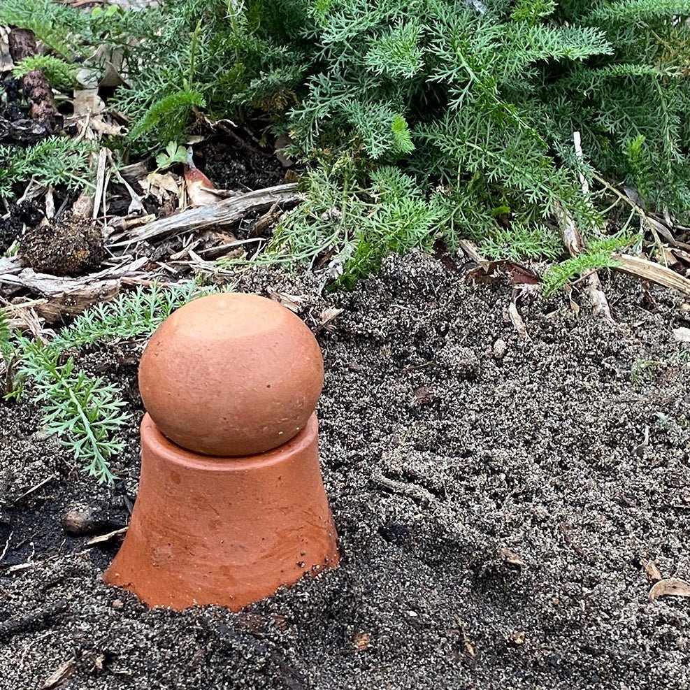 Buried Olla Pot in Ground Near Root Zone of Plants.