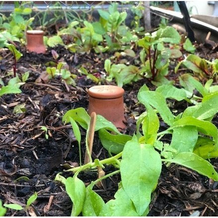Olla pot buried in a garden with beetroot plants