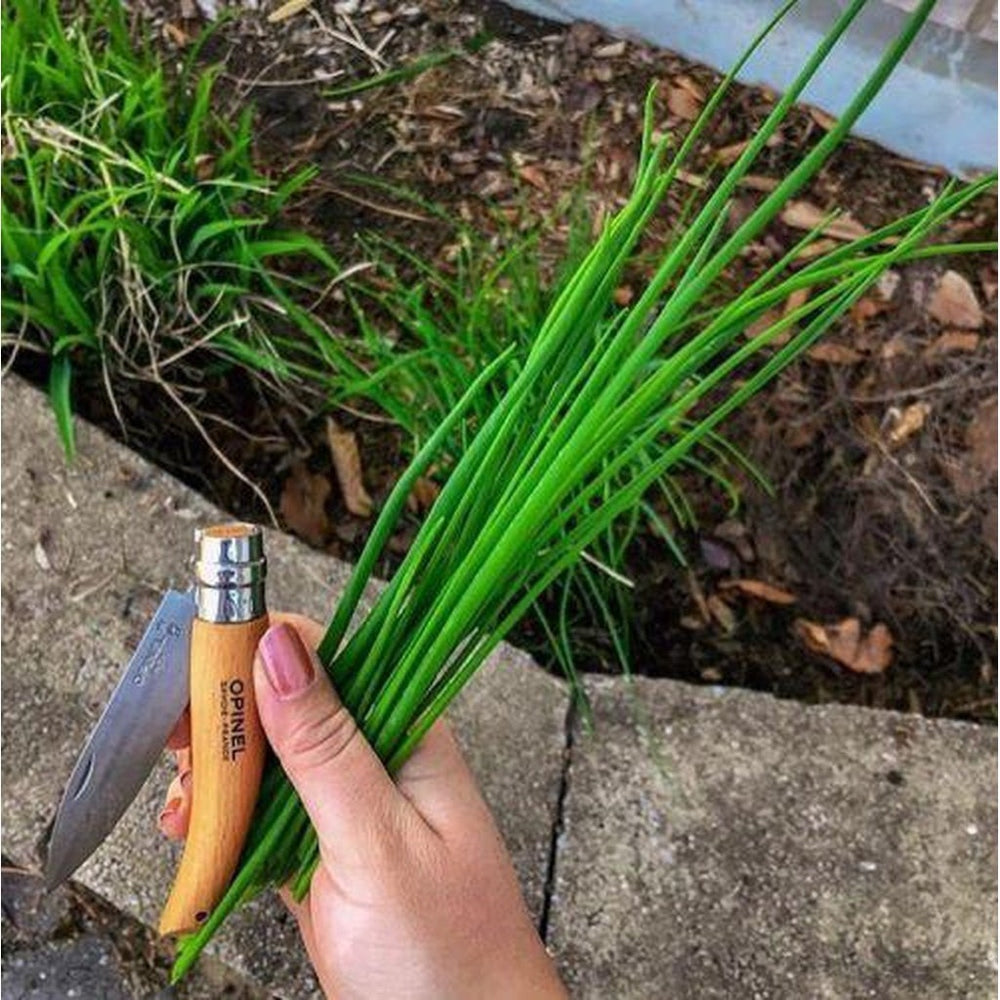 An Open Opinel No. 8 Folding Garden Knife, Held with a Bunch of Herbs