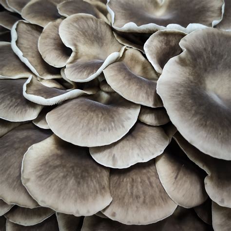Phoenix Oyster Mushrooms 