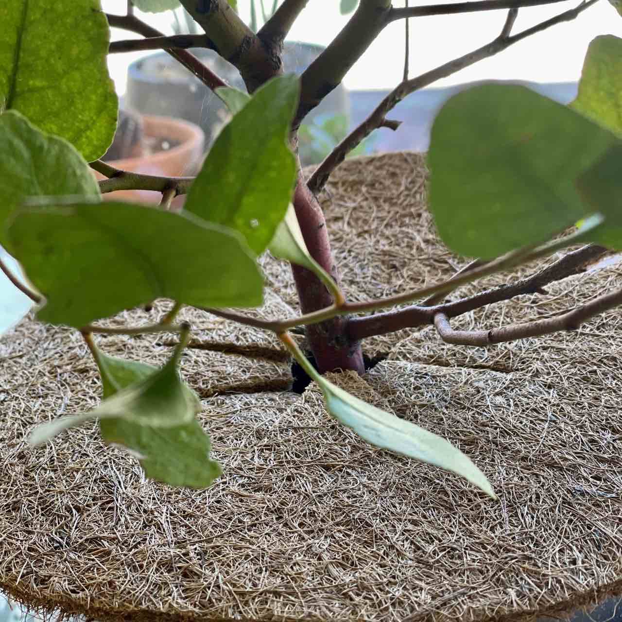 Round Pot Coir Mat Mulch Example around Plant Stem