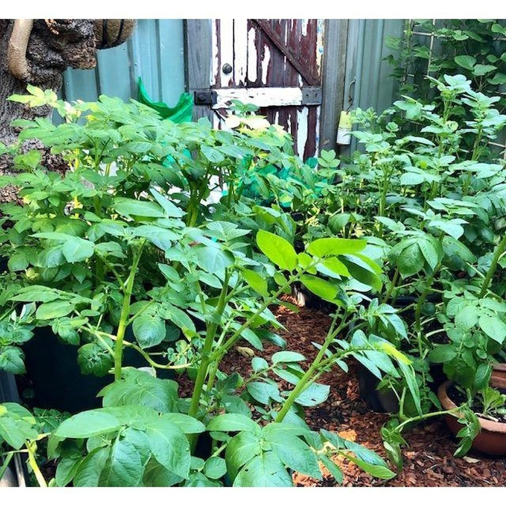 A Forest of Container Grown Potatoes