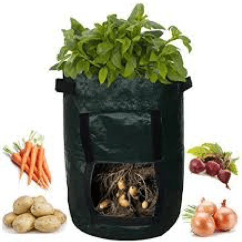Filled Potato Grow Bag Displaying Tubers Viewed From the Open Flap, and Grown Plant