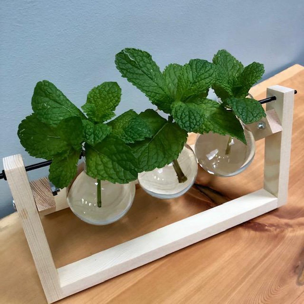 Propagation Station with Mint Cuttings