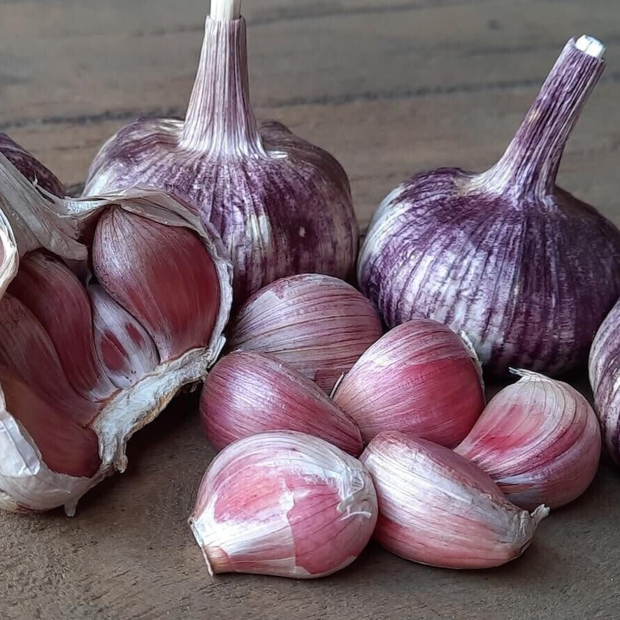 Organic Purple Stripe Garlic Bulbs - Boorara Organics