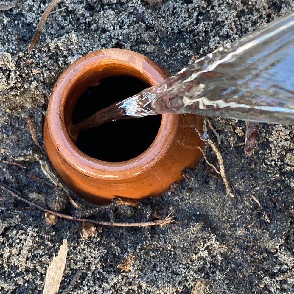 Refilling the Olla Pot in the Ground.