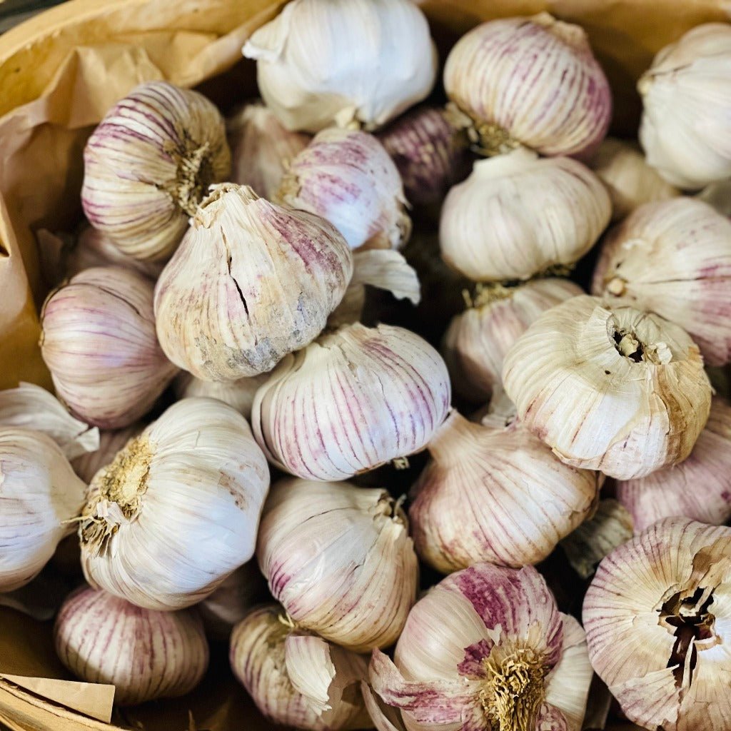 Regeneratively Grown Purple Stripe Garlic from Galloway Springs