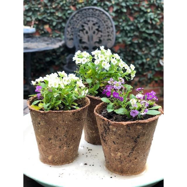  3 Biodegradable Romberg Propagation Pots, Planted with Alyssum Seedlings