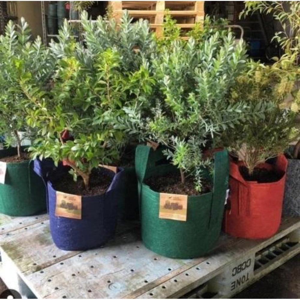 Recycled Plastic Root Pouch Plant Pots, Planted with Shrubs