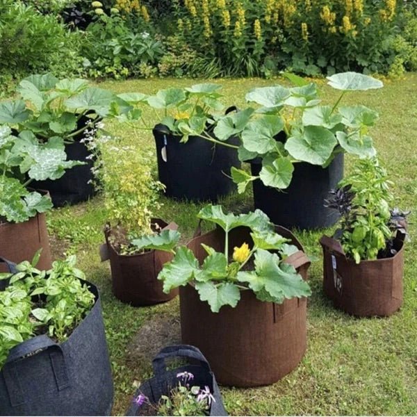 Root pouches with pumpkin plants