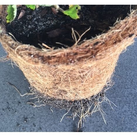 Root Growth Once Coir Pot is Planted in Soil