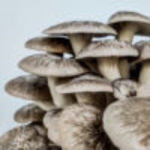 Gourmet Mushroom Grow Kit - The Mushroom Guys