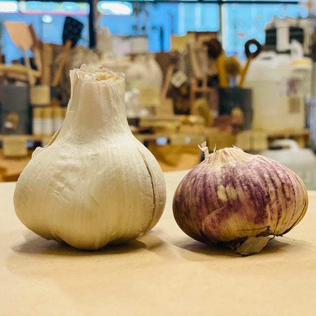 Size Comparison of Elephant Garlic vs Purple Stripe Garlic