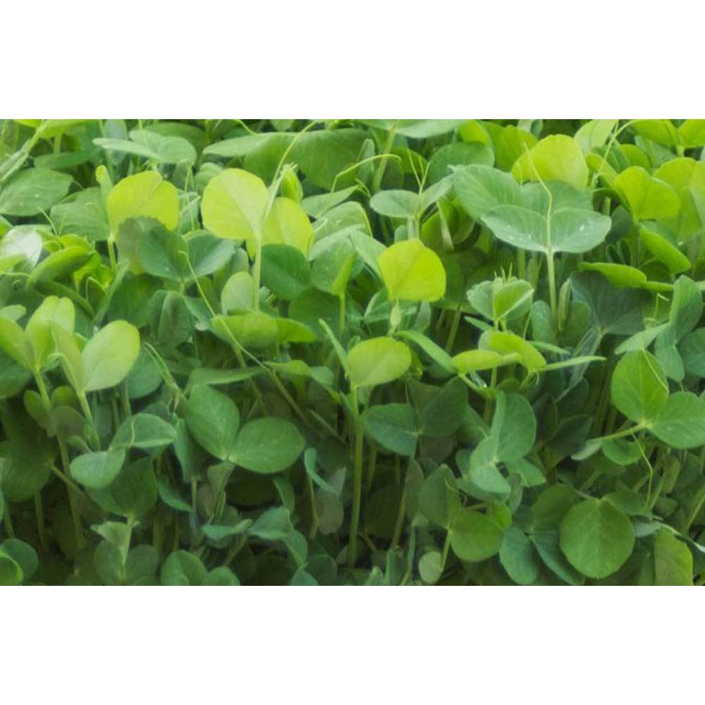 Microgreen/Sprouting Seeds, 100g - Snow Pea Oregon Sugar Pod - Urban Revolution