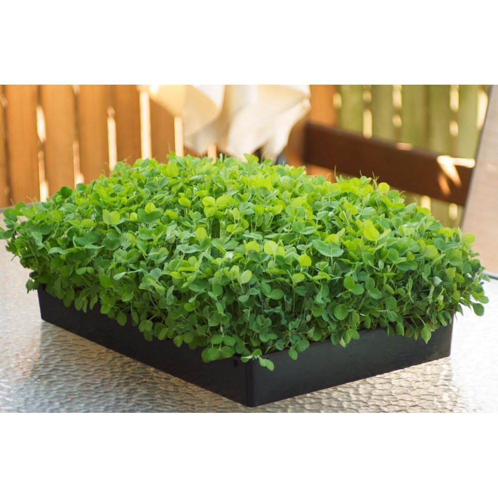 Microgreen/Sprouting Seeds, 100g - Speckled Pea - Urban Revolution