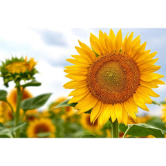 SunbirdSunflower_240x.jpg?v=