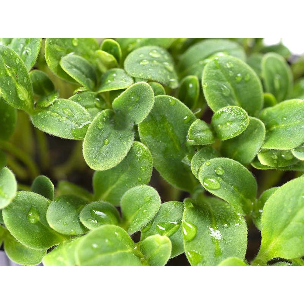 Microgreen/Sprouting Seeds - Australian Sunflower Black