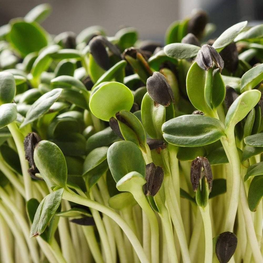 Microgreen/Sprouting Seeds - Australian Sunflower Black