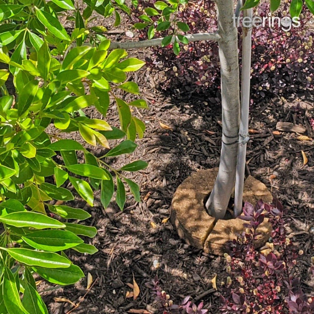 Treering Shown Around Base of Tree, Urban Revolution.