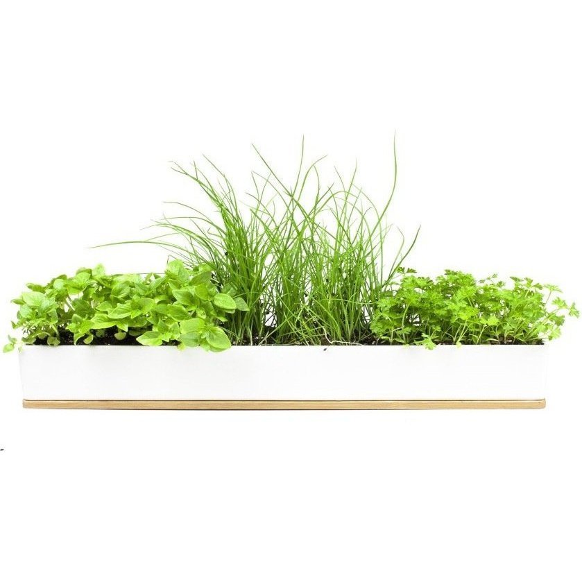 The Micro-Herbs Window Sill Grow Kit from Urban Greens, Planted with Herbs