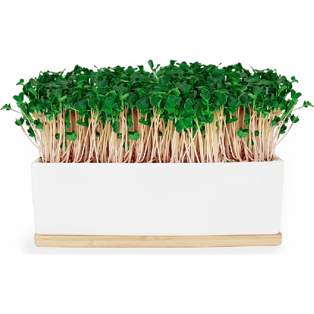 Pink Kale Microgreens Growing in Sprouting Kit by Urban Greens 