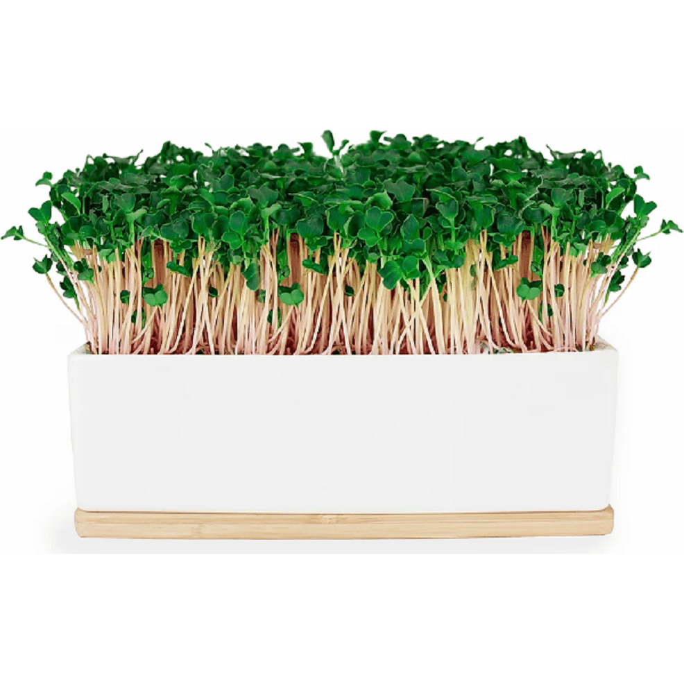Microgreens Growing &amp; Sprouting Kit by Urban Greens (Pink Kale), in Packaging