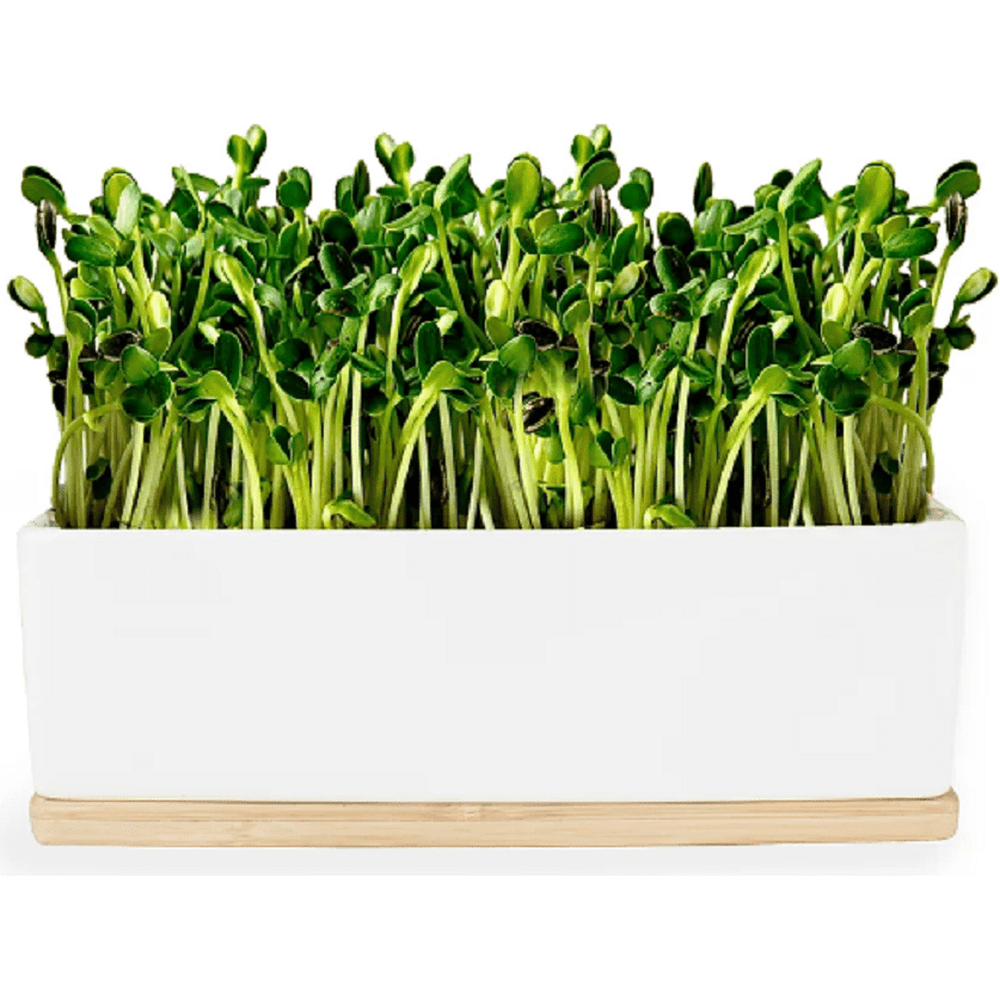 Sunflower Microgreens Growing in Sprouting Kit by Urban Greens.