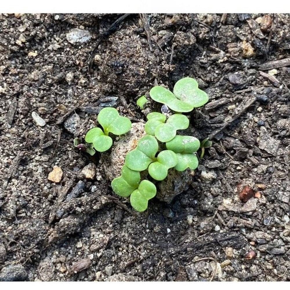 Seed Ball Growing with Sprouting Seeds