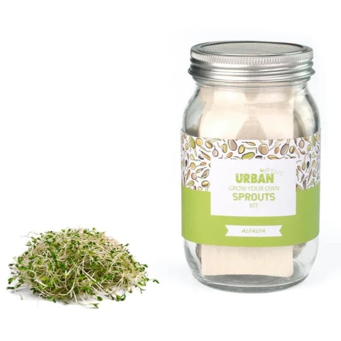 Alfalfa Sprouts Jar Kit from Urban Greens