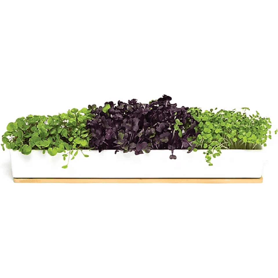 Fresh Microgreens Growing in Microgreens Window Sill Kit