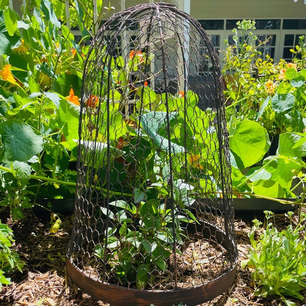 Wire Metal Decorative Cloche in Garden Bed