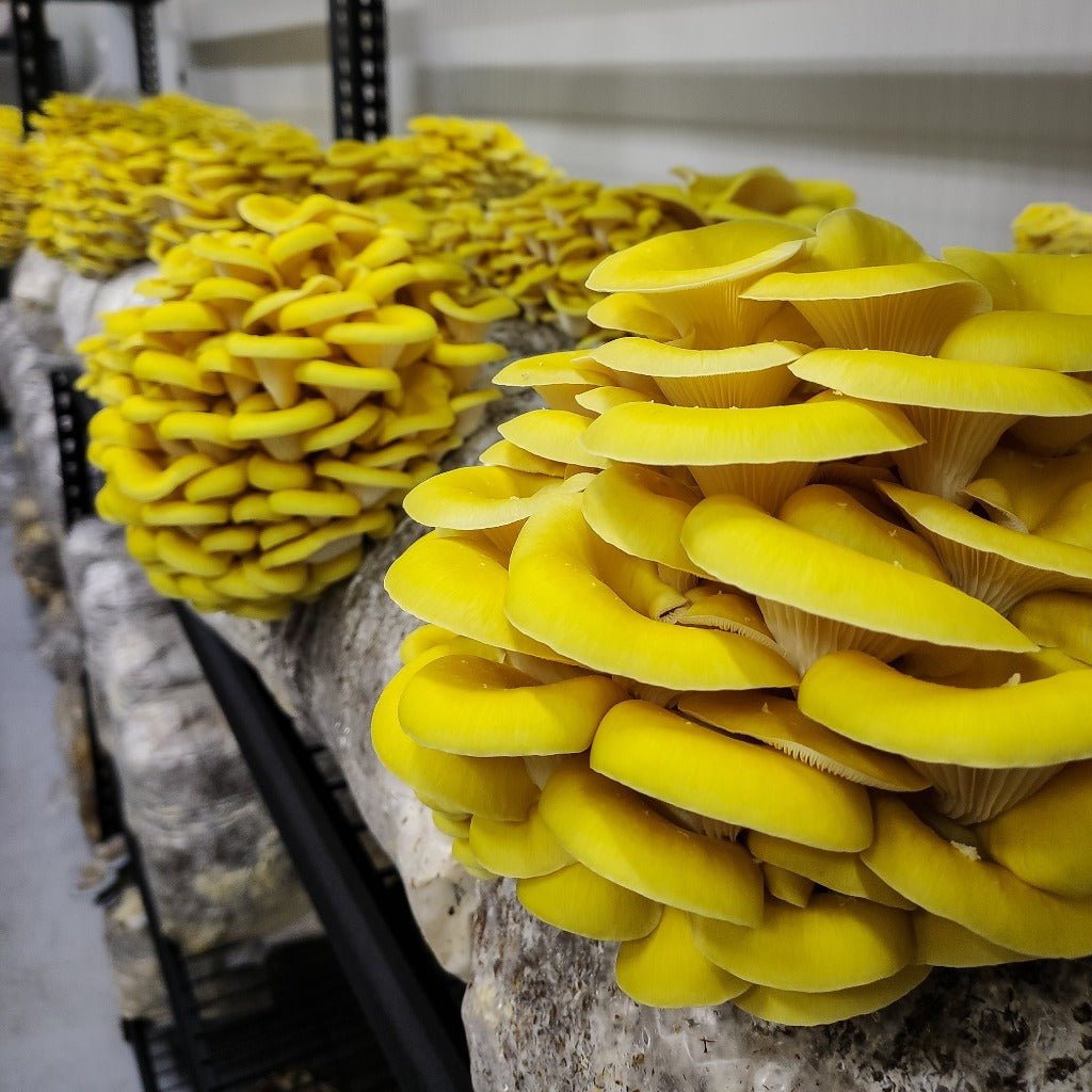 Gourmet Mushroom Grow Kit - The Mushroom Guys - Urban Revolution