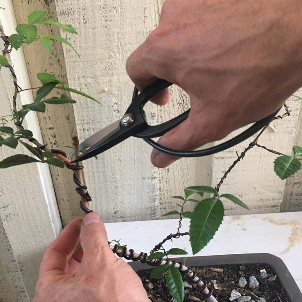 Bonsai shears cutting bonsai tree