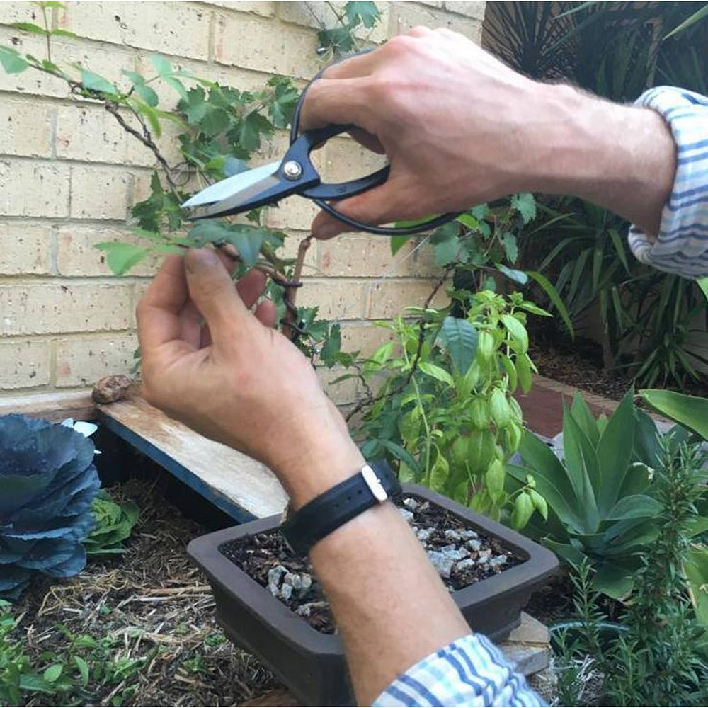 Sakagen bonsai shears and bonsai tree