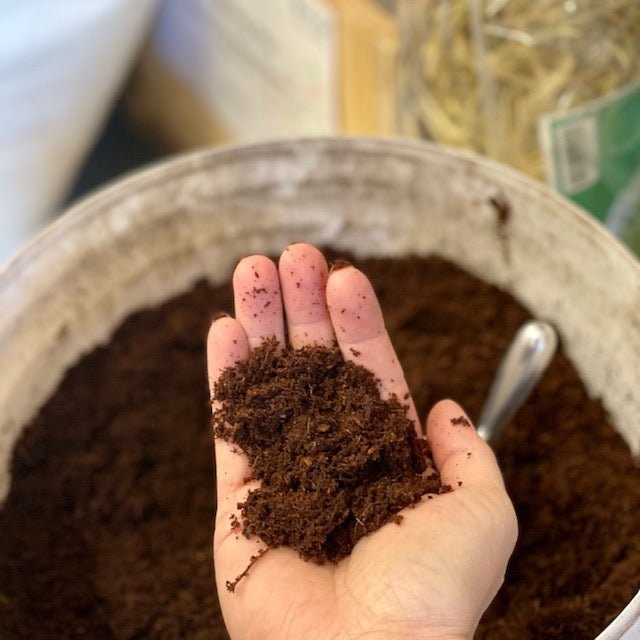 A small amount of cocopeat soil in a female hand