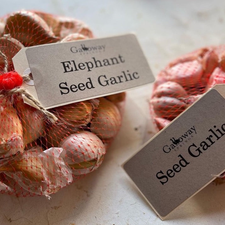Elephant seed garlic in bags
