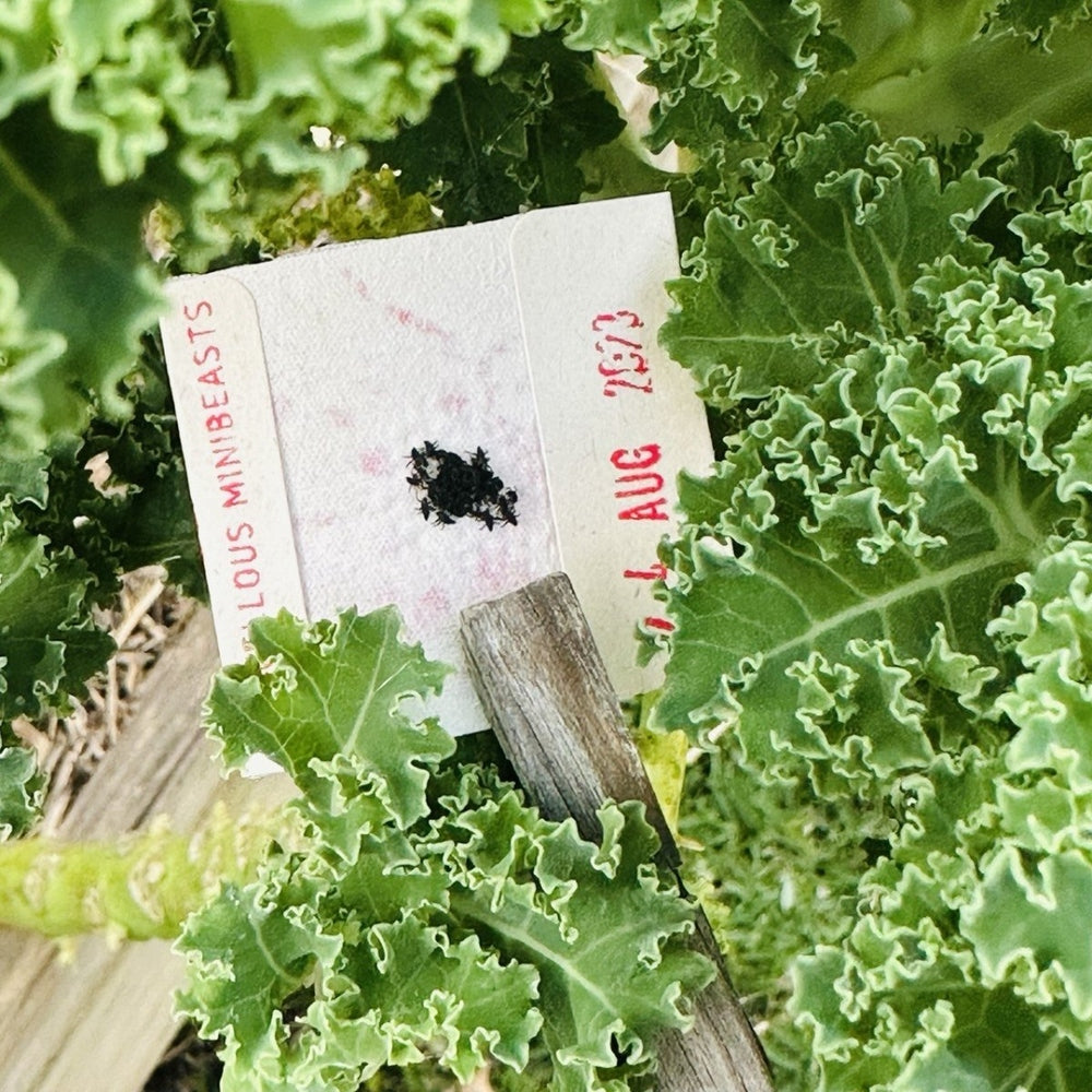 Ladybird larvae on kale plant