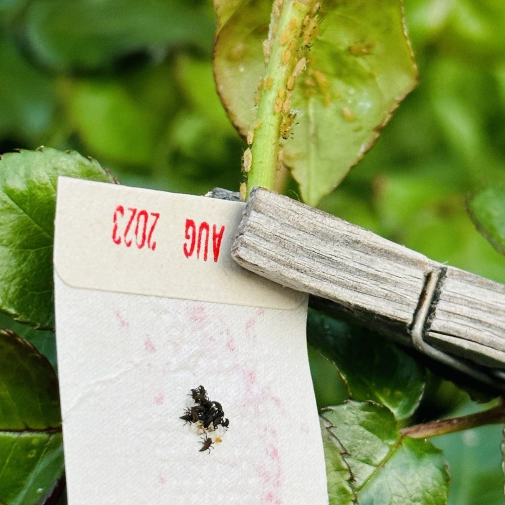 Ladybird larvae on tree