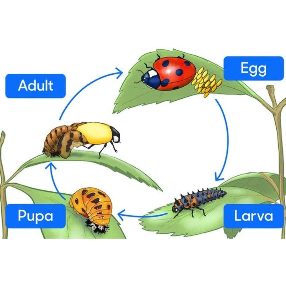 Ladybird life cycle