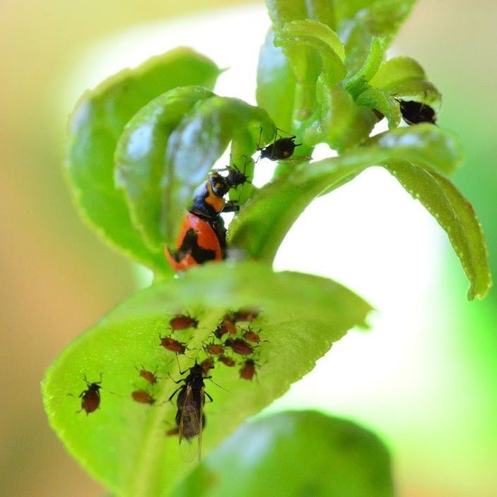 Ladybird larvae on leaf