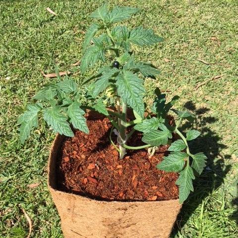 Tomato plant growing in a square coir pot with lawn in background